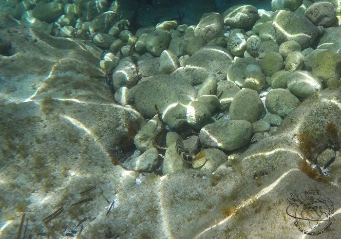 DCIM100GOPROGOPR2388.