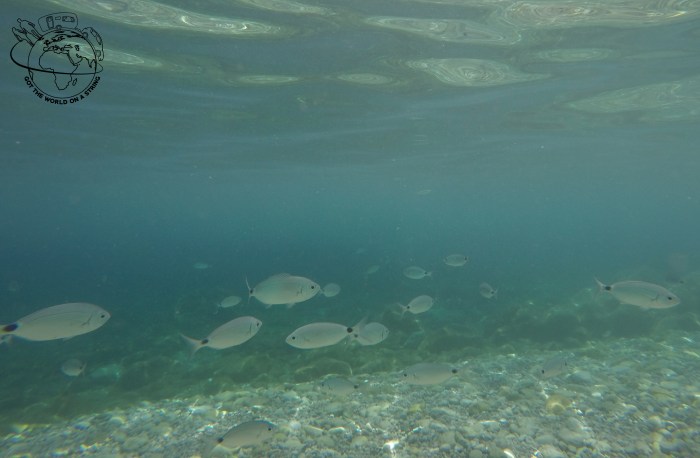 DCIM101GOPROGOPR2650.